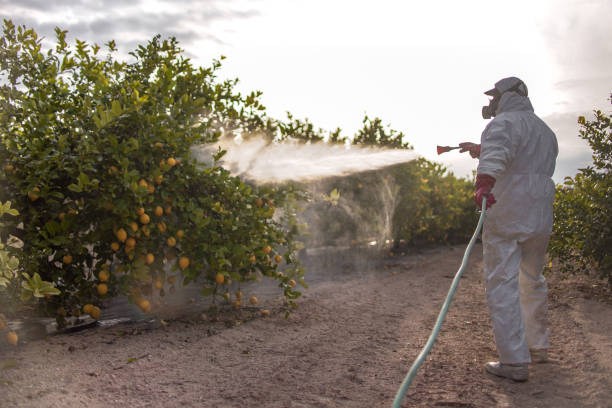 Best Ant Control Services  in Glenarden, MD